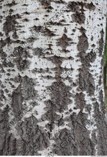 Tree Bark 0001